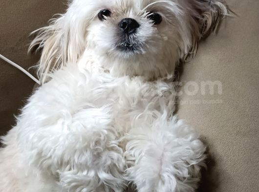 Shih Tzu Mükemmel Bir Dost