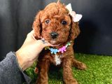 Eşsiz güzellikleriyle toy poodle yavrular 