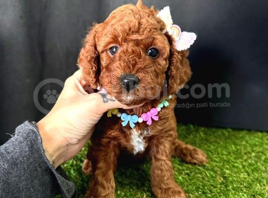 Eşsiz Güzellikleriyle Toy Poodle Yavrular 