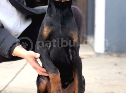 Daha Iyisi Yok Secereli Doberman Yavruları görsel