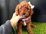 Eşsiz Güzellikleriyle Toy Poodle Yavrular 