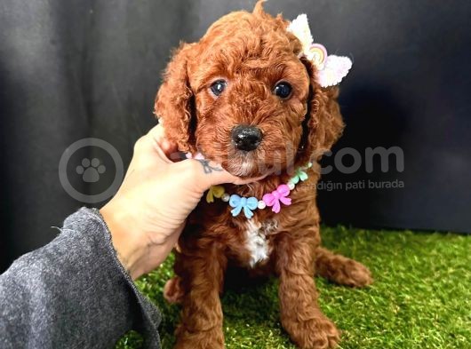 Eşsiz Güzellikleriyle Toy Poodle Yavrular  görsel