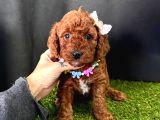 Eşsiz Güzellikleriyle Toy Poodle Yavrular 