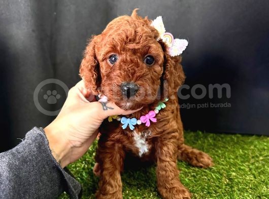 Eşsiz Güzellikleriyle Toy Poodle Yavrular  görsel