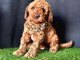 Show kalitede toy poodle yavrular 