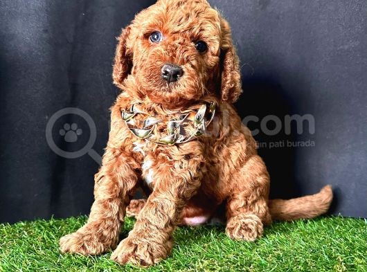 Show Kalitede Toy Poodle Yavrular 