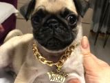 Pug Mobs Yavruları Aşılı Karneli