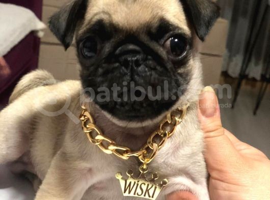 Pug Mobs Yavruları Aşılı Karneli