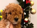 Ballı Lokma Poodle Bebeklerim