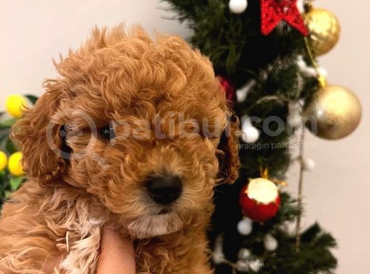 Ballı Lokma Poodle Bebeklerim görsel