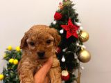 Ballı Lokma Poodle Bebeklerim