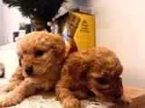 Ballı Lokma Poodle bebeklerim