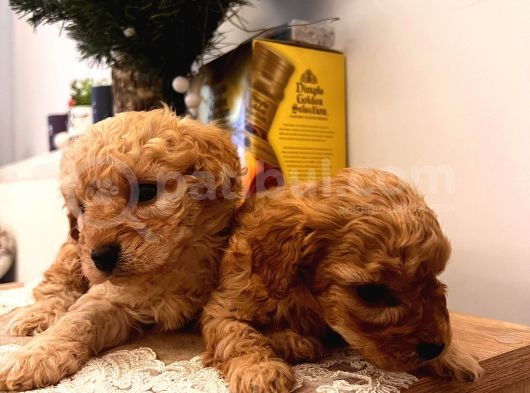 Ballı Lokma Poodle Bebeklerim