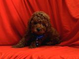 Dark brown toy poodle yavrular 