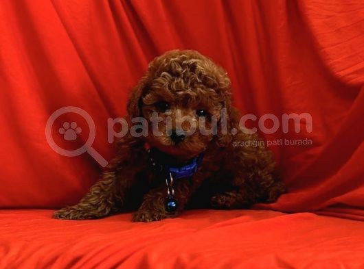 Dark Brown Toy Poodle Yavrular 