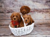 Irk Ve Sağlik Garanti̇li̇ Babyface Poodle Bebekleri̇mi̇z