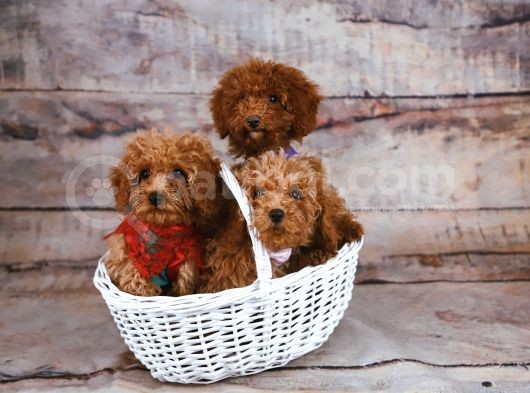 Irk Ve Sağlik Garanti̇li̇ Babyface Poodle Bebekleri̇mi̇z görsel
