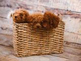 Irk Ve Sağlik Garanti̇li̇ Babyface Poodle Bebekleri̇mi̇z