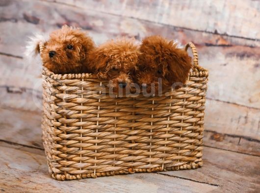 Irk Ve Sağlik Garanti̇li̇ Babyface Poodle Bebekleri̇mi̇z görsel