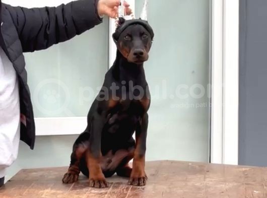 Daha iyisi yok secereli Doberman yavruları