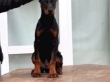 Daha Iyisi Yok Secereli Doberman Yavruları