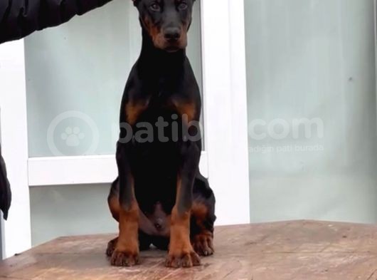 Daha Iyisi Yok Secereli Doberman Yavruları görsel