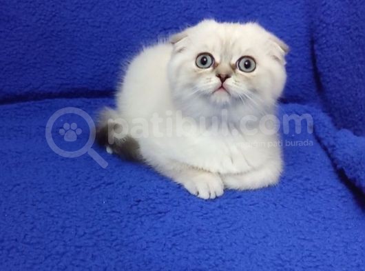 Yeni̇ Yuvasina Gi̇tmeye Hazir Bi̇r Ponçi̇k görsel