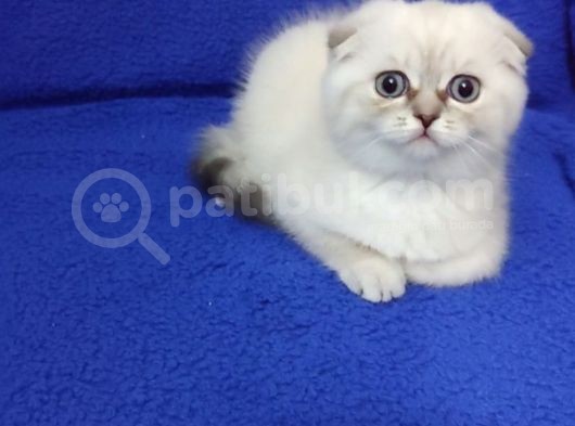 Yeni̇ Yuvasina Gi̇tmeye Hazir Bi̇r Ponçi̇k görsel