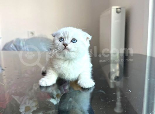 Özel Safkan Bri̇ti̇sh  Kedi̇leri̇mi̇z Tesli̇me Hazirdir görsel