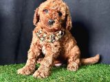 Show Kalitede Toy Poodle Yavrular 