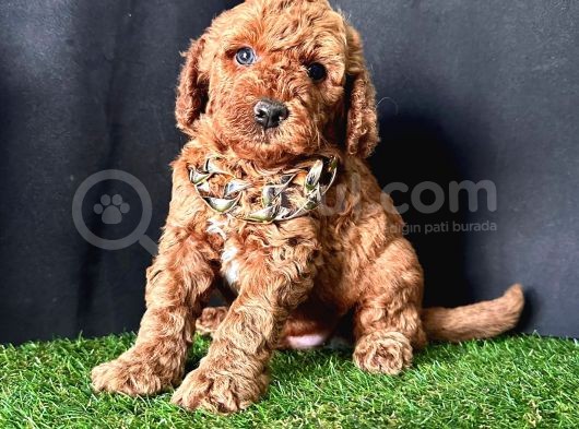 Show Kalitede Toy Poodle Yavrular  görsel