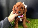 Eşsiz Güzellikleriyle Toy Poodle Yavrular 