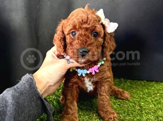 Eşsiz Güzellikleriyle Toy Poodle Yavrular  görsel