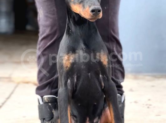 Daha Iyisi Yok Secereli Doberman Yavruları görsel