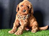 Show Kalitede Toy Poodle Yavrular 