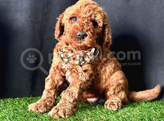 Show Kalitede Toy Poodle Yavrular  görsel