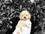 TOOY POODLE YAVRUMUZ 