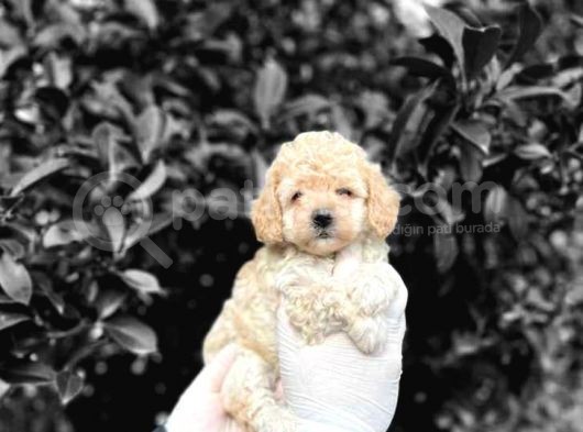 Tooy Poodle Yavrumuz 