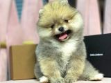 POMERRİAN BOO AYI SURATLI 