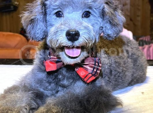 Nadir Bulunan Silver Toy Poodle Yavruları