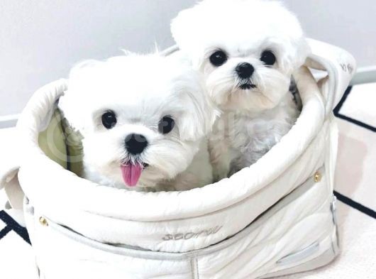 A Kalite Maltese Terrier Yavrularımız