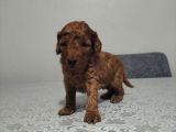Toypoddle Bebekler