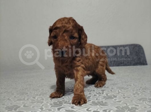 Toypoddle Bebekler görsel