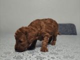 Toypoddle bebekler