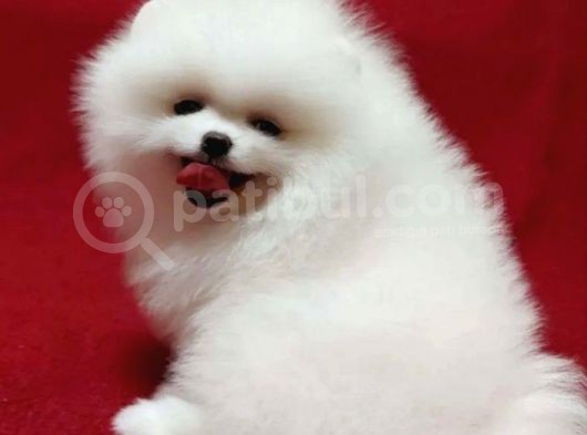 Ayıcık Suratlı Pomerian Bebeklerimiz görsel
