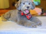 Nadir Bulunan Silver Toy Poodle Yavruları