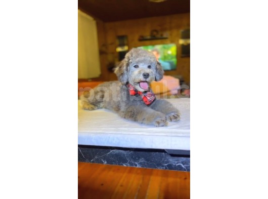 Nadir Bulunan Silver Toy Poodle Yavruları görsel