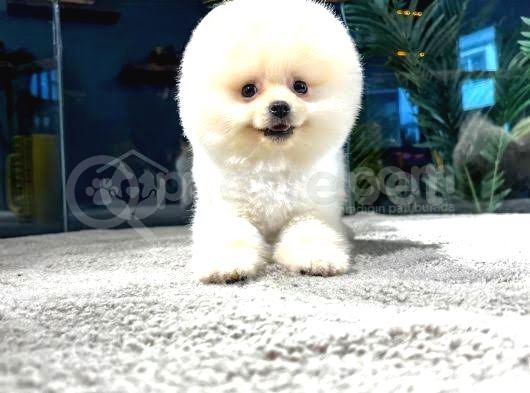 Üst Kalite Pomeranian Boo Yavrular görsel