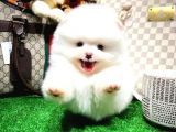 Üst Kalite Pomeranian Boo Yavrular