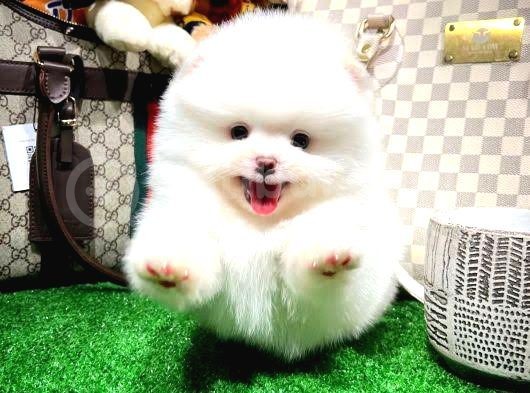 Üst Kalite Pomeranian Boo Yavrular görsel